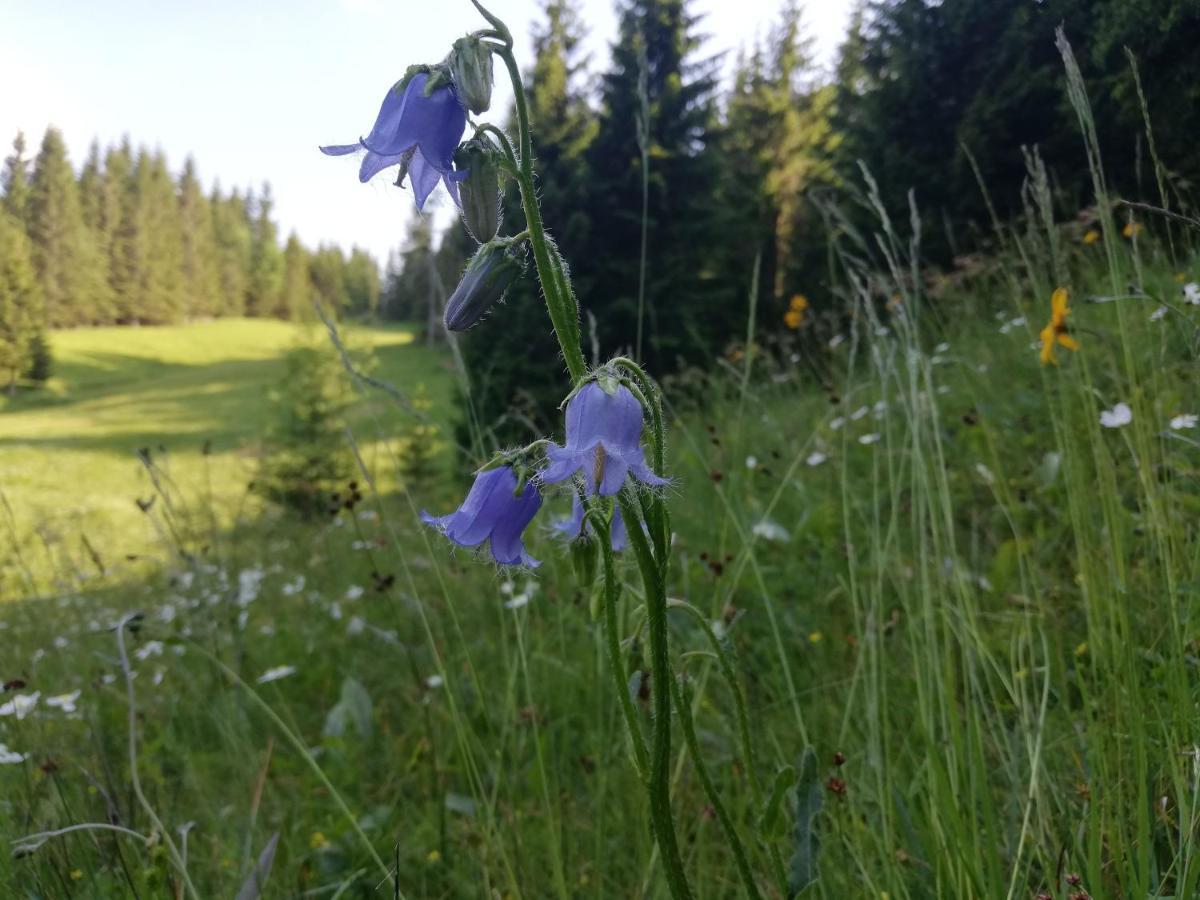 Apartma Pri Bregarju Bohinj Esterno foto
